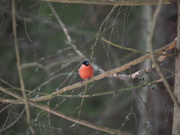 Red Bullfinch Forest — Stock Photo, Image