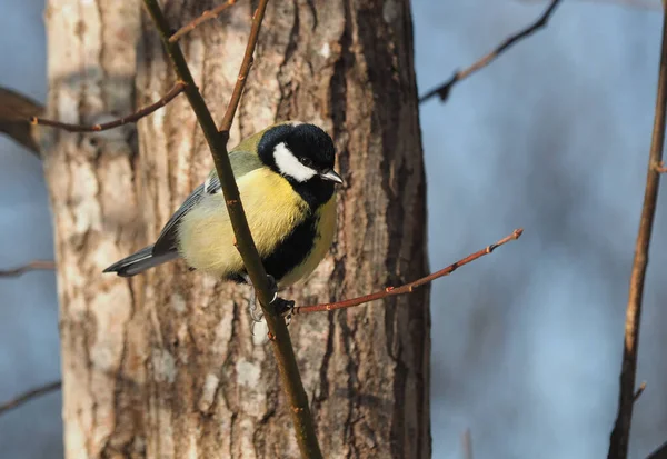 Tit Twig Winter — Stock Photo, Image