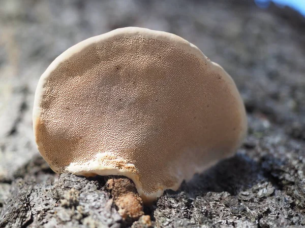 Champignon Amadou Champignon Sur Arbre Forêt — Photo