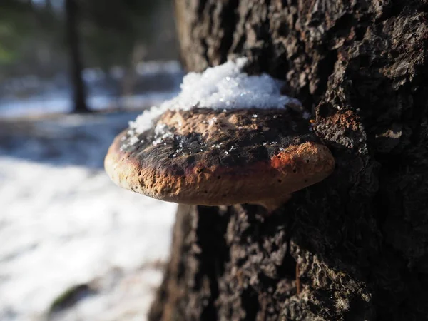 Mushroom Tinder Fungus Tree Forest — Stock Photo, Image