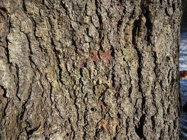 Hermosa Corteza Abeto Árbol Antecedentes —  Fotos de Stock