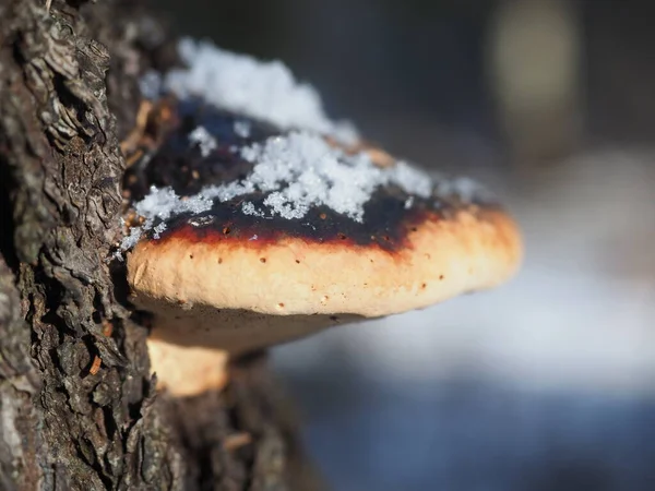 Hongo Hojaldre Árbol Bosque — Foto de Stock