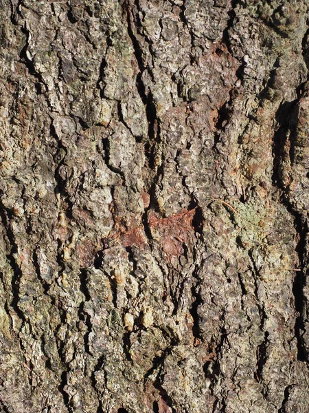 Beautiful Bark Spruce Tree Background — Stock Photo, Image