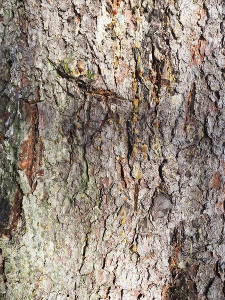 美丽的云杉树皮 — 图库照片