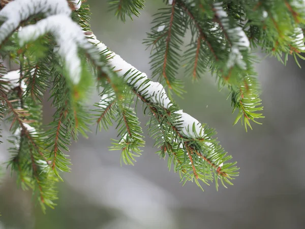 Spruce Branches Forest — Stock Photo, Image