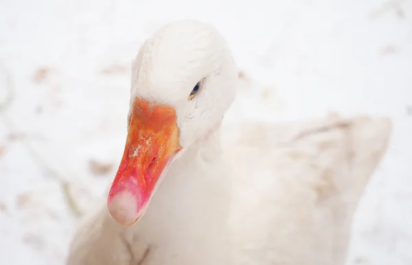 Ganso Branco Aldeia Inverno — Fotografia de Stock