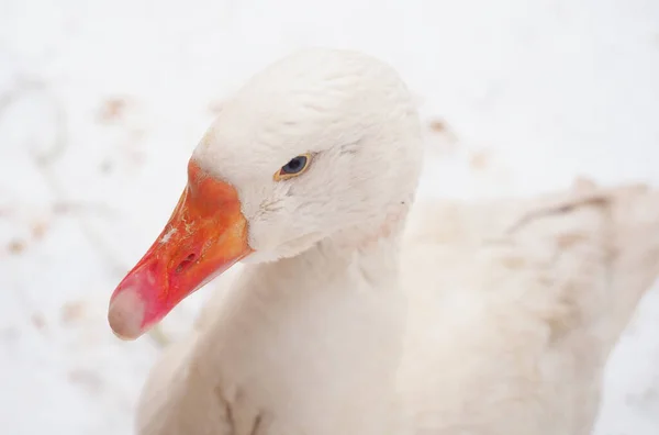 Oca Bianca Nel Villaggio Inverno — Foto Stock