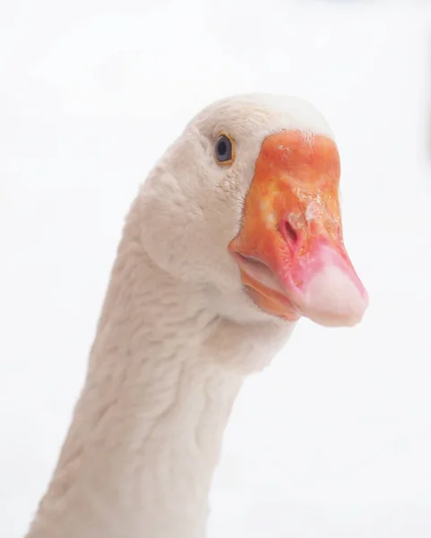 Oca Bianca Nel Villaggio Inverno — Foto Stock