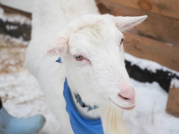 Bella Capra Nel Villaggio Inverno — Foto Stock