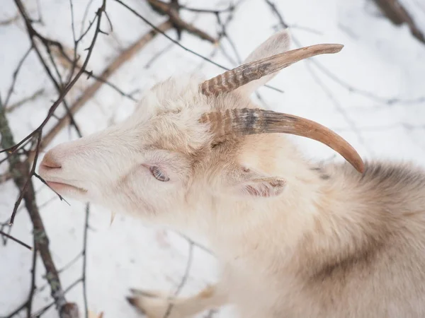 Beautiful Goat Village Winter — Stock Photo, Image