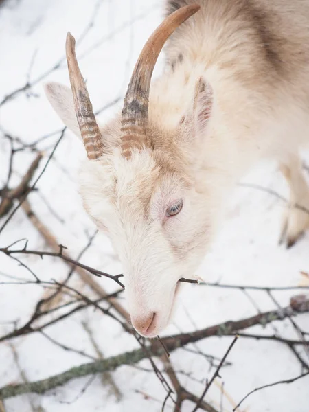 Bella Capra Nel Villaggio Inverno — Foto Stock