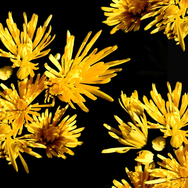 Квітковий фон з жовтими хризантемами на чорному — стокове фото