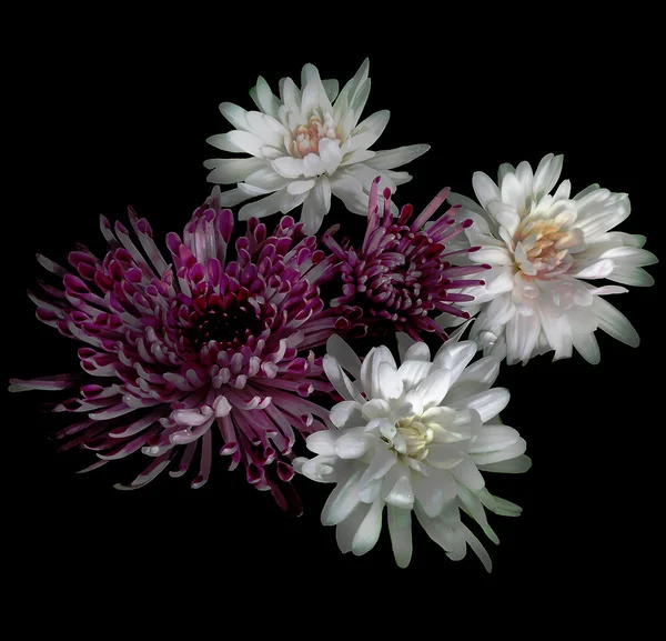 Ramo estilizado de crisantemos blancos y violetas aislados — Foto de Stock