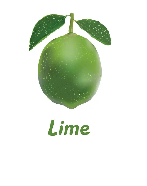 Lime isolée sur blanc.Autocollant avec espace pour le texte . — Image vectorielle