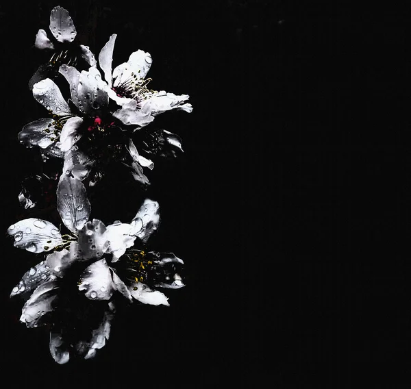 Floral Sympathy Card Copy Space Black White Design — Stock Photo, Image