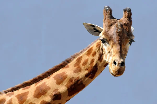 Portrait de girafe — Photo