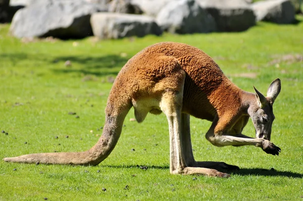 Red kangaroo on grass — Stock Photo, Image