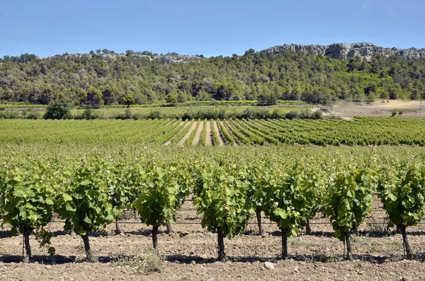 Виноград недалеко от Нарбонны во Франции — стоковое фото