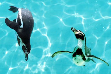 Su altında iki Humboldt penguenler