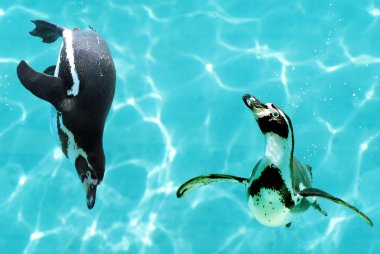 Two Humboldt penguins under water clipart