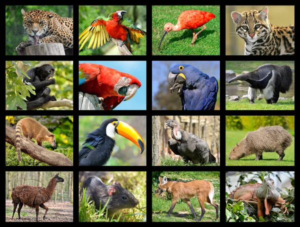 Mosaico fotos animais da América do Sul — Fotografia de Stock