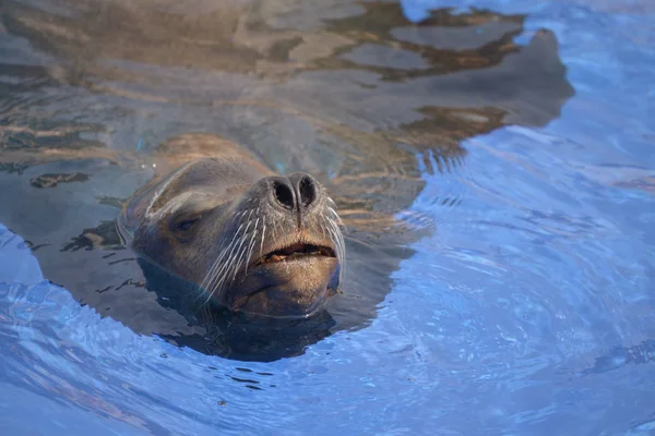 Closeup California Sea Lion swimming — Stock Photo, Image