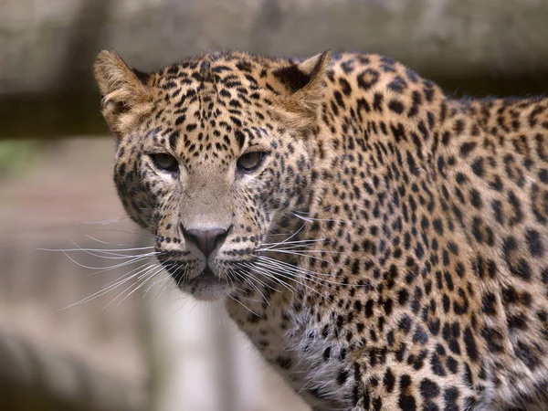 Portrait of Leopard — Stock Photo, Image