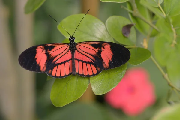 Schmetterling auf Blatt — Stockfoto