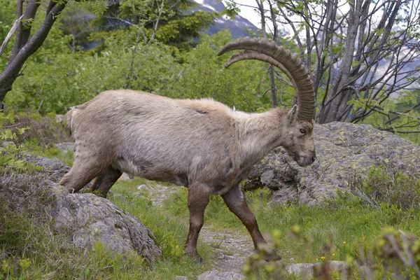 Dağlarda yürüyüş Alp dağ keçisi — Stok fotoğraf