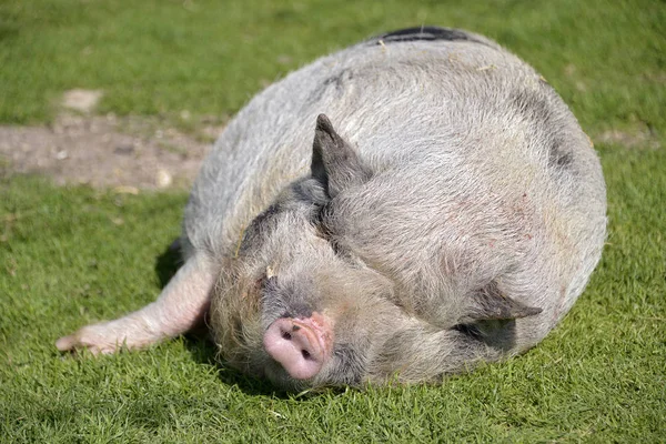 Minipig sleeping on grass — Stock Photo, Image