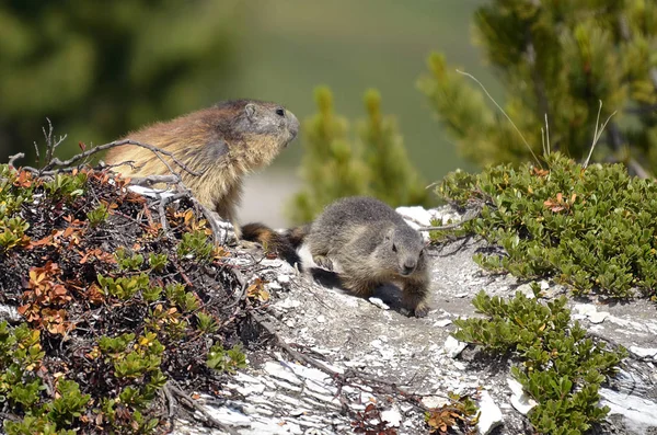 Alpine marmot and its young — Stock Photo, Image