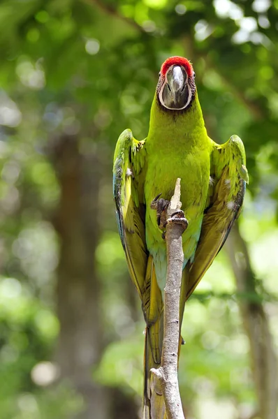 Closeup military macaw — Stock Photo, Image