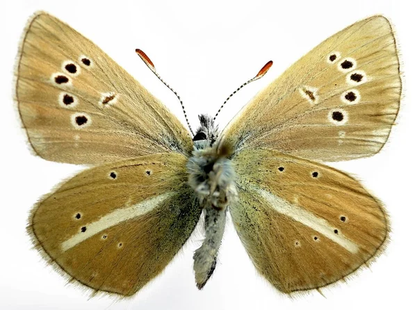 Damon Kupu-kupu biru diisolasi pada latar belakang putih — Stok Foto