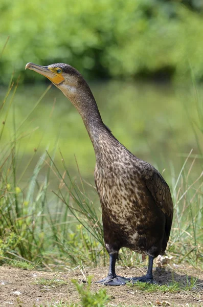 Kormoran am Boden — Stockfoto