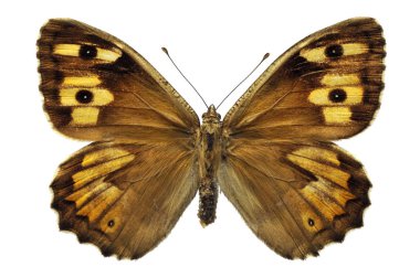 İzole Grayling kelebek