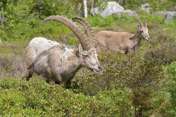 Alpine Ibex in Bergen — Stockfoto