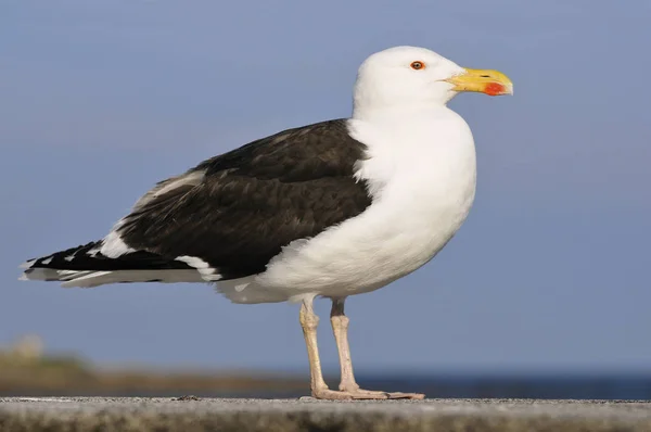Closeup Great Black-didukung Gull — Stok Foto