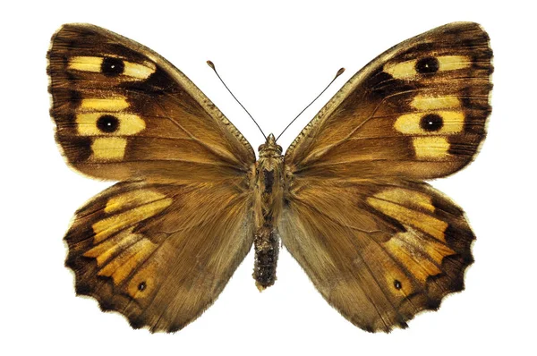 Isolated Grayling butterfly — Stock Photo, Image