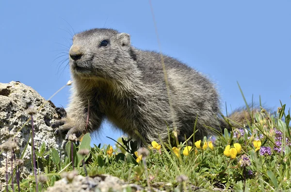 Giovane marmotta alpina — Foto Stock