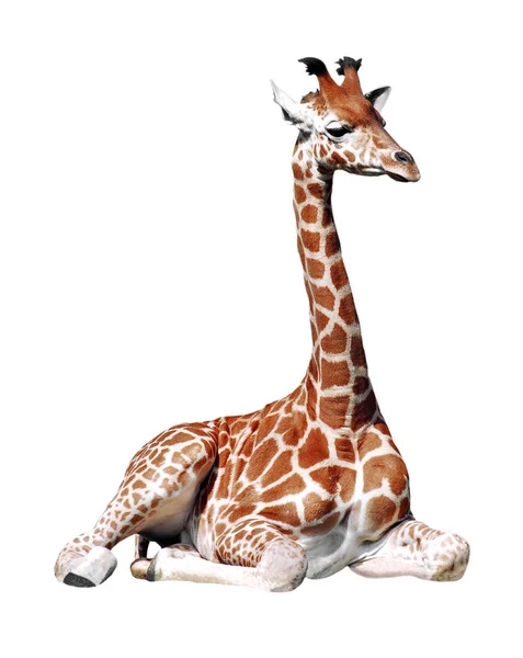 Isolierte Giraffe sitzend — Stockfoto