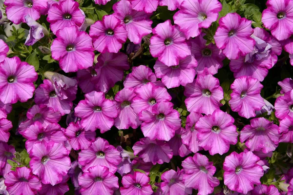 Flowering Petunia Dwarf — Stock Photo, Image