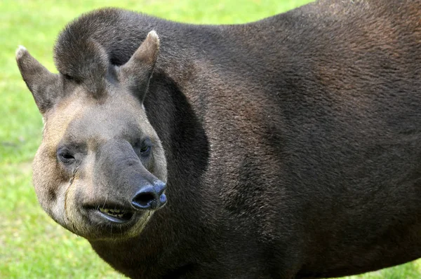 Güney Amerika tapiri portresi — Stok fotoğraf