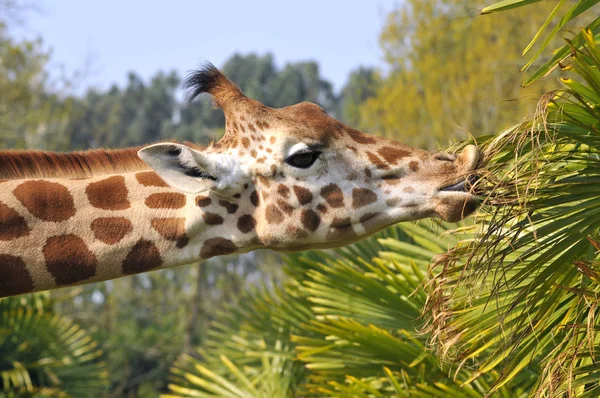 Retrato de girafa comendo folhas — Fotografia de Stock