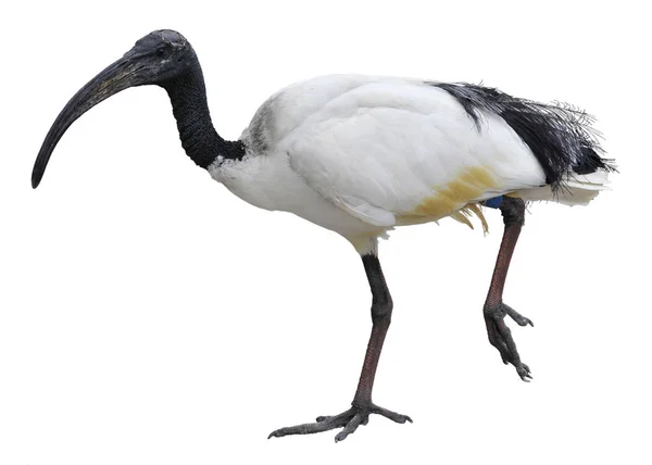 Isolated African sacred ibis walking — Stock Photo, Image