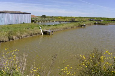 İstiridye çiftlikleri La Cayenne Fransa