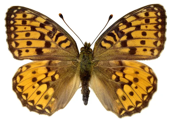 Geïsoleerde donkere parelmoervlinder van de groene vlinder — Stockfoto