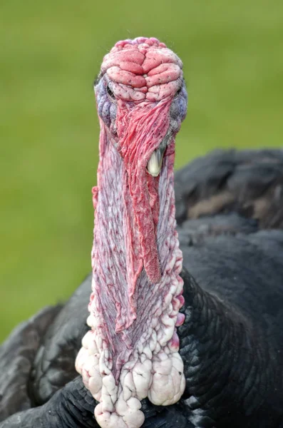 Front portrait of turkey — Stock Photo, Image