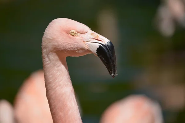 Profiel portret van flamingo — Stockfoto