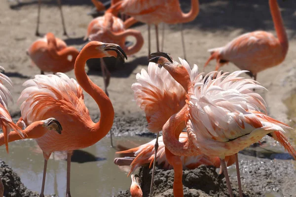 Grupo de flamencos cubanos —  Fotos de Stock