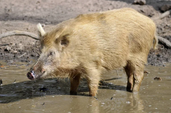 Wild boar in water — Stock Photo, Image